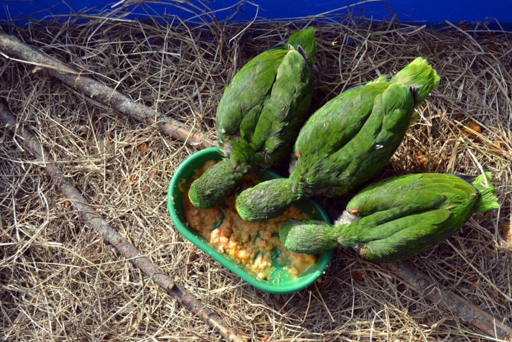 Alimentación de loros víctimas de tráfico