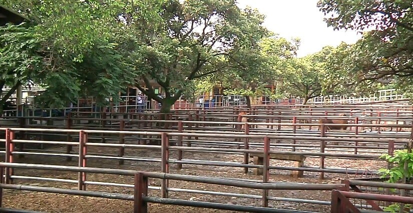 Feria de Ganado