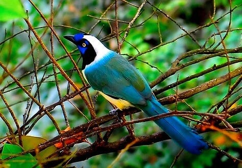 Fauna
