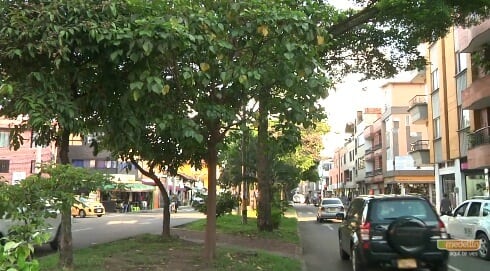 árboles