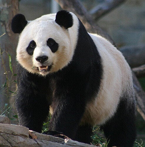 Insólito video: un oso panda fue filmado mientras tenía hipo en