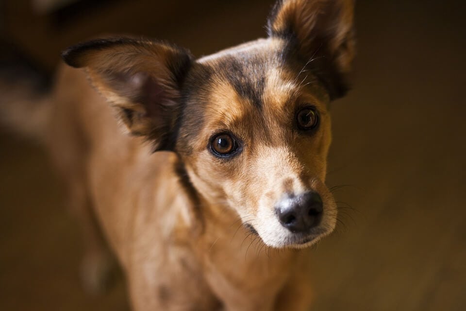 adopcion