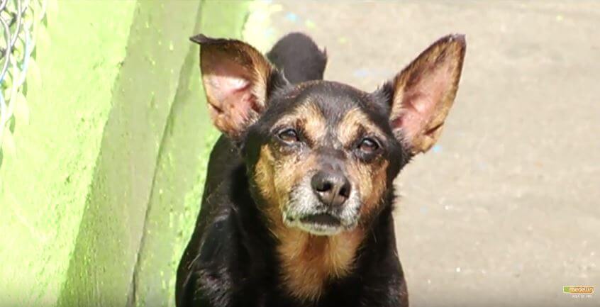 perro