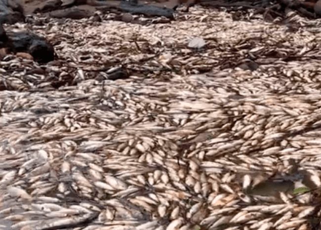 mortandad de peces