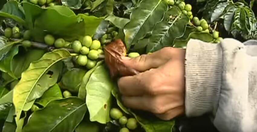 Más de 300 recolectores de café han viajado al Suroeste antioqueño
