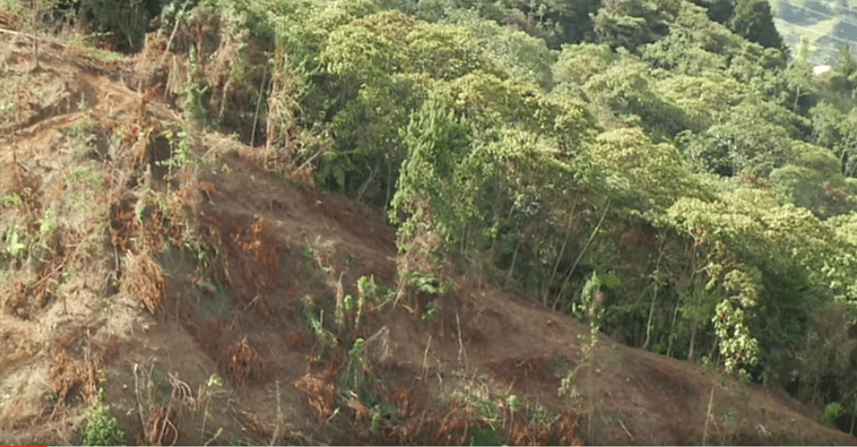 En un 25 % se redujo la deforestación en la Amazonía colombiana en 2022