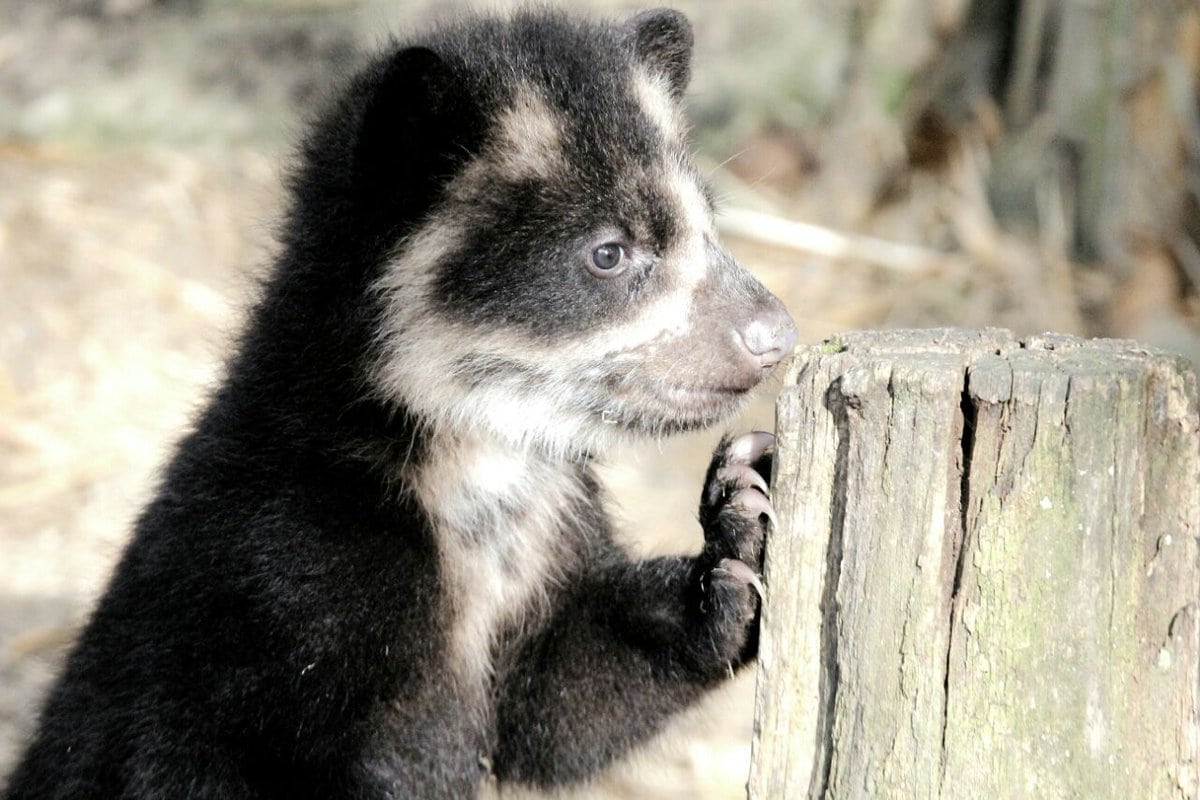 Oso andino de dos meses de edad fue rescatado en Remedios, Antioquia