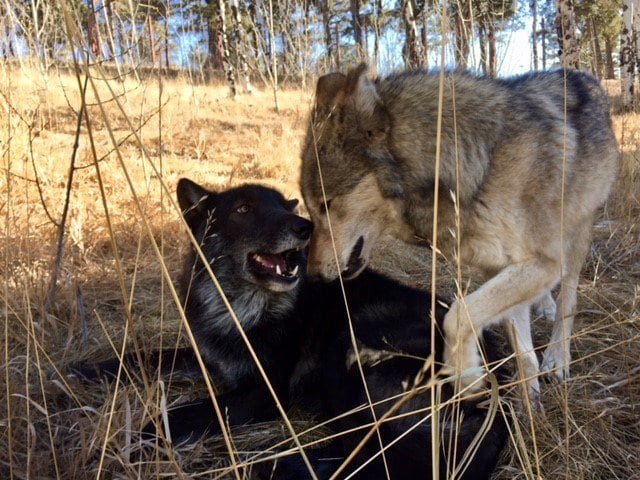 Ámarok, el lobo que fue rescatado en La Estrella, está feliz con su nueva compañera