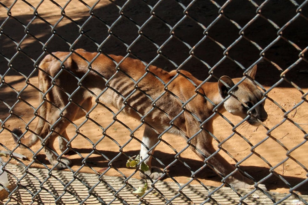 Animales de un zoológico de Venezuela mueren de hambre tras la crisis