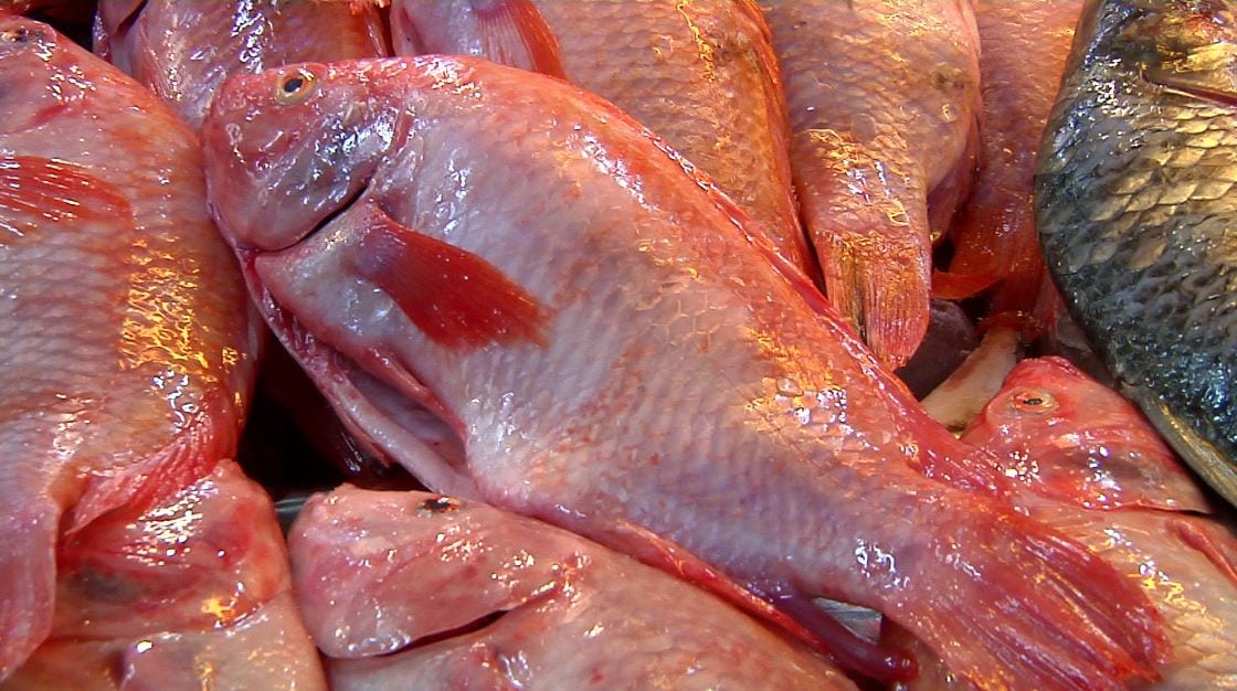 Trucha y tilapia, los pescados más apetecidos en Medellín