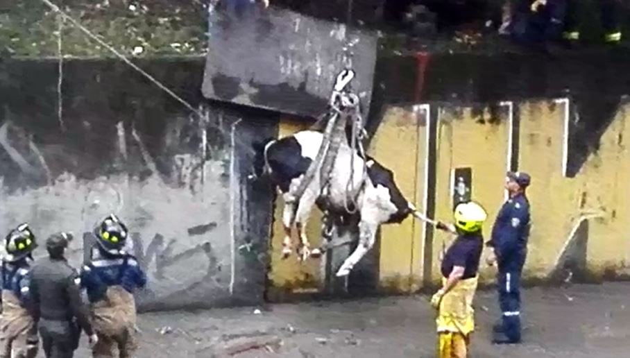 Bomberos de Medellín rescató una vaca que fue a parar a la quebrada La Hueso