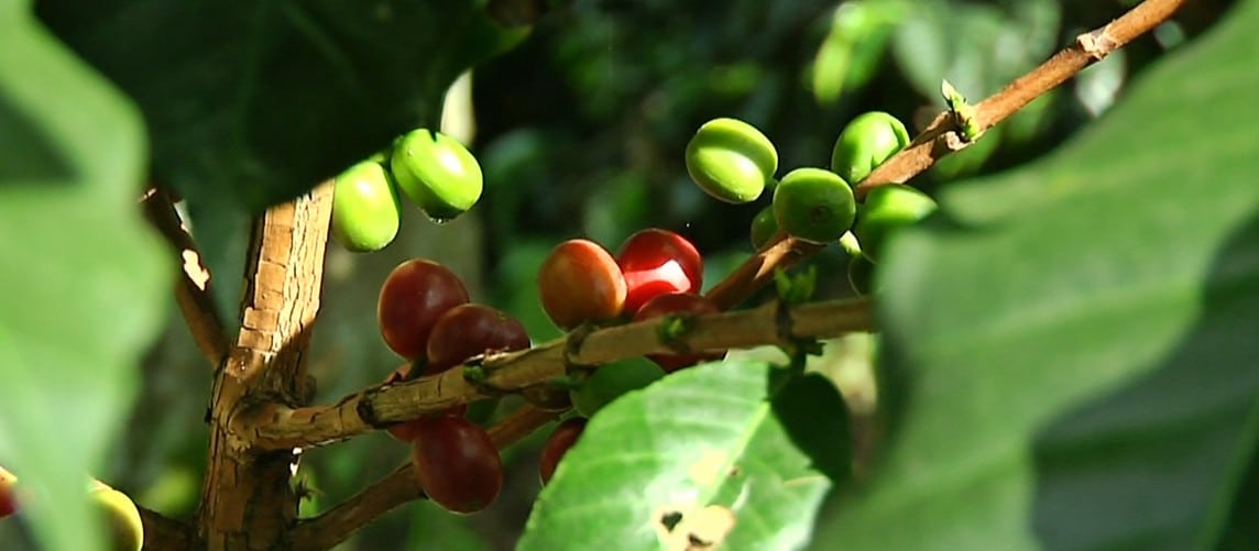 Cae en un 9 % la producción de café en septiembre