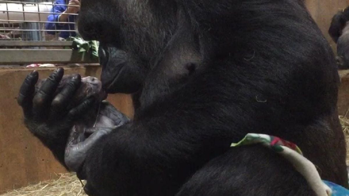 La emotiva reacción de una madre gorila con su recién nacido