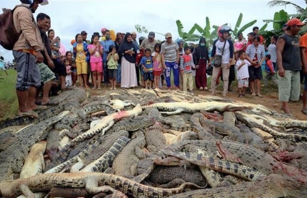 Comunidad enfurecida masacró a por lo menos 300 cocodrilos