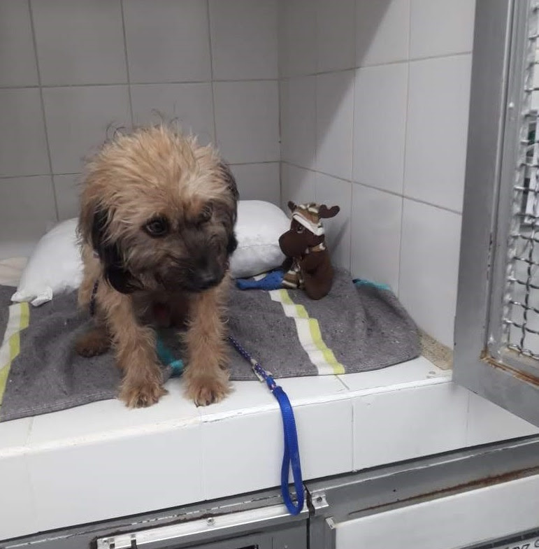 Fue adoptado Cirilo, perrito rescatado tras emergencia en Hidroituango