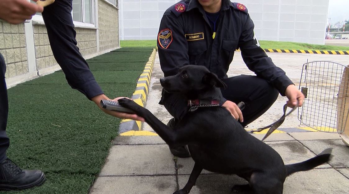 Séneca es la primera perra en ser oficial de peligro aviario en el país