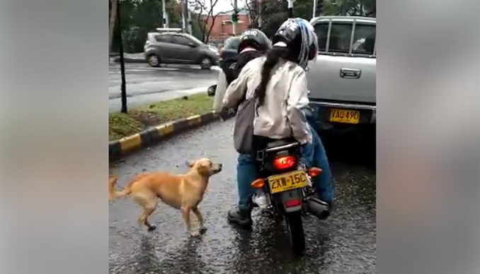 Pareja puso en riesgo a un perro al dejarlo en mitad de la calle en Medellín