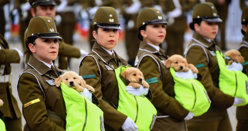 Los cachorros que se robaron todas las miradas en un desfile militar