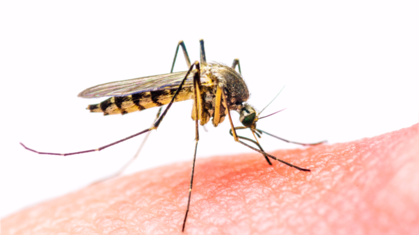 ¡Evita el Dengue! Sigue estas recomendaciones para prevenir la enfermedad