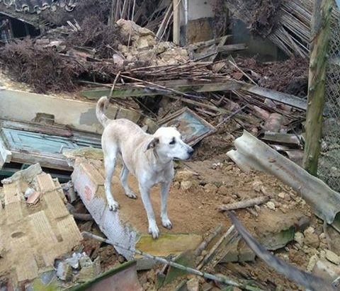 Buscan ayuda para reconstruir albergue de perros en Santa Elena