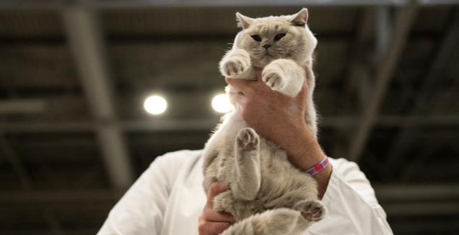 Existe un concurso de belleza para gatos y se llama Supreme Cat Show