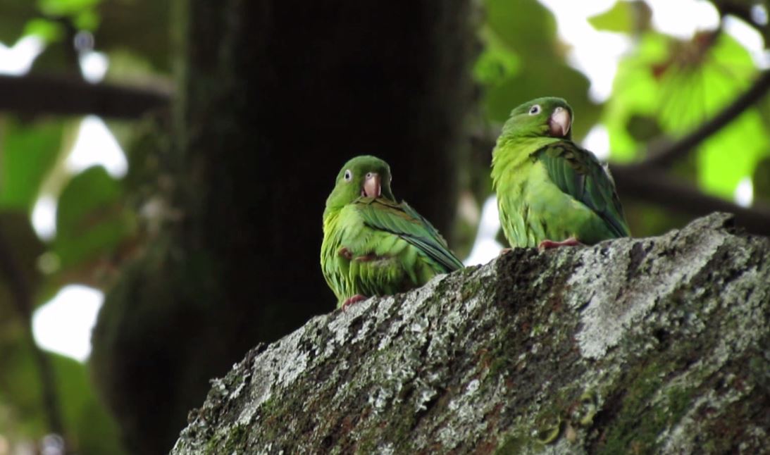 14 aves migratorias visitaron el Parque Natural Cerro El Volador