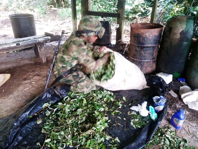 Más de 260 mil matas de coca fueron destruidas por el Ejército