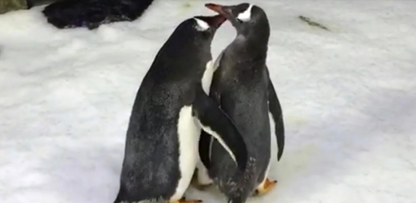 La historia de pareja gay de pingüinos que tuvo su primera cría