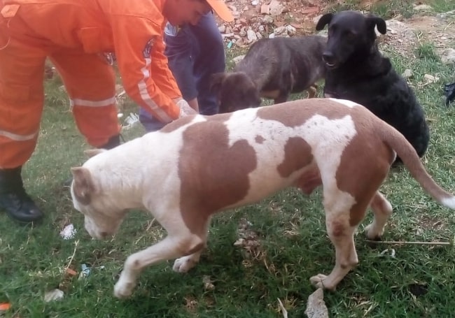 Emergencia ambiental en Yarumal por envenenamiento de perros
