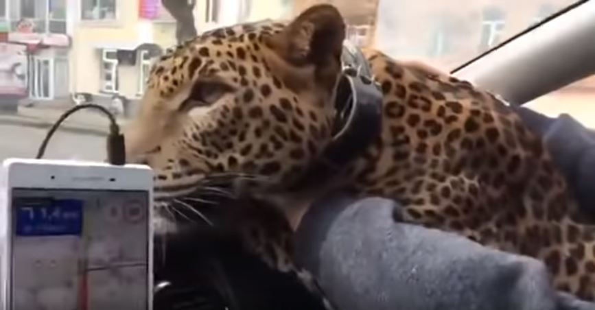 Hombre pidió un taxi para viajar con un 'gato grande' y era un leopardo