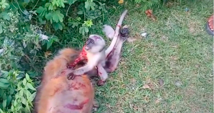 Bebé mono se niega a separarse del cuerpo de su madre tras ser arrollada
