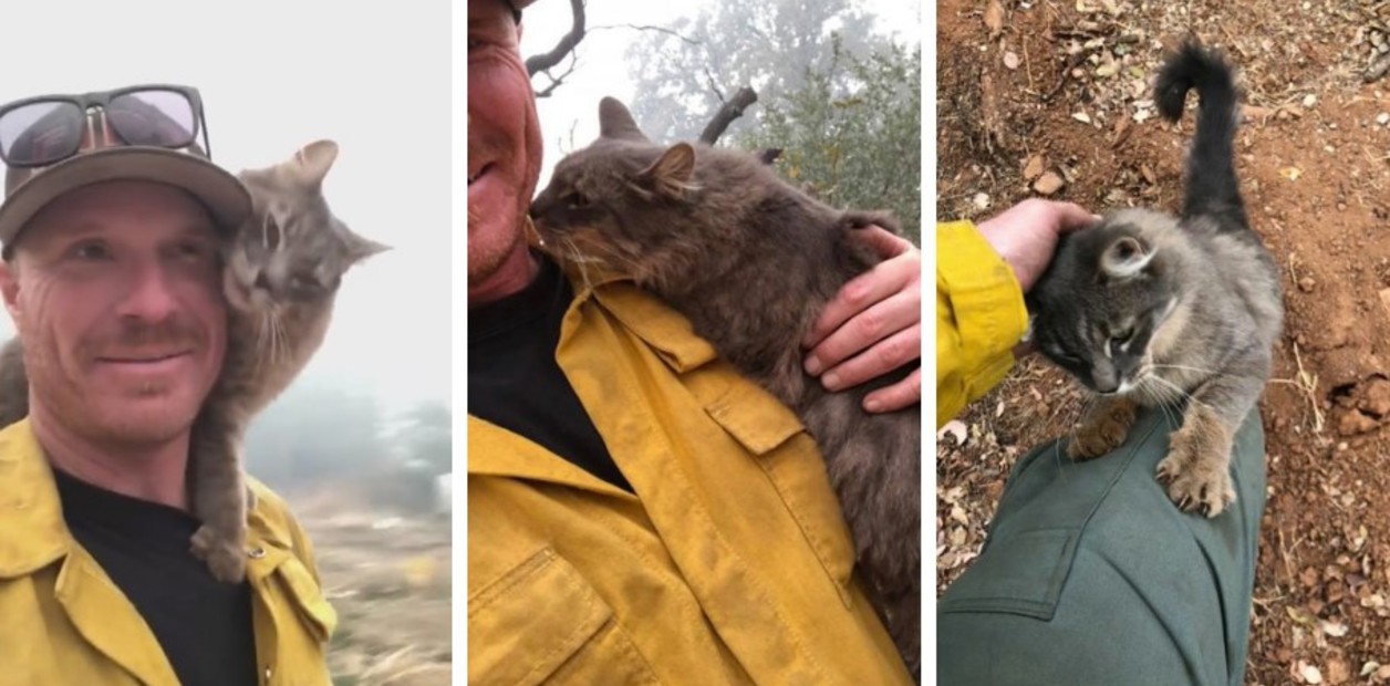 La reacción de una gata que agradece a bombero por salvarle la vida