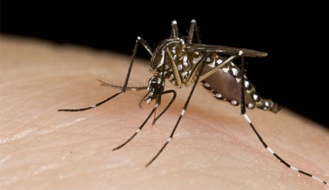 En Medellín y Bello han disminuido casos de dengue