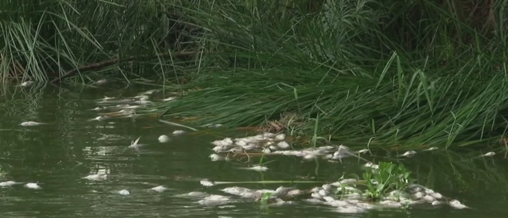 Investigan mortandad de peces en un lago del municipio de Bello