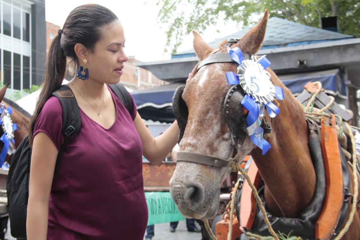 Barbosa es declarado territorio libre de vehículos de tracción animal