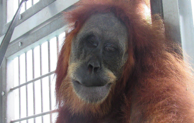Orangután fue rescatado tras recibir 74 disparos de perdigón
