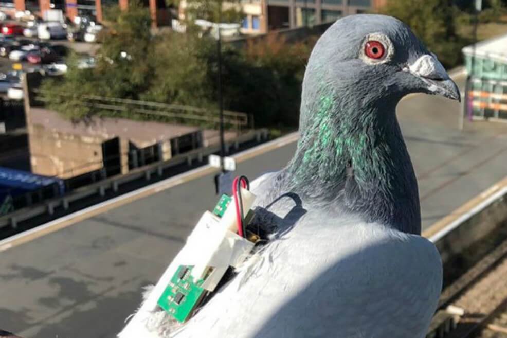 Investigadores utilizan palomas con sensores para recolectar datos del clima