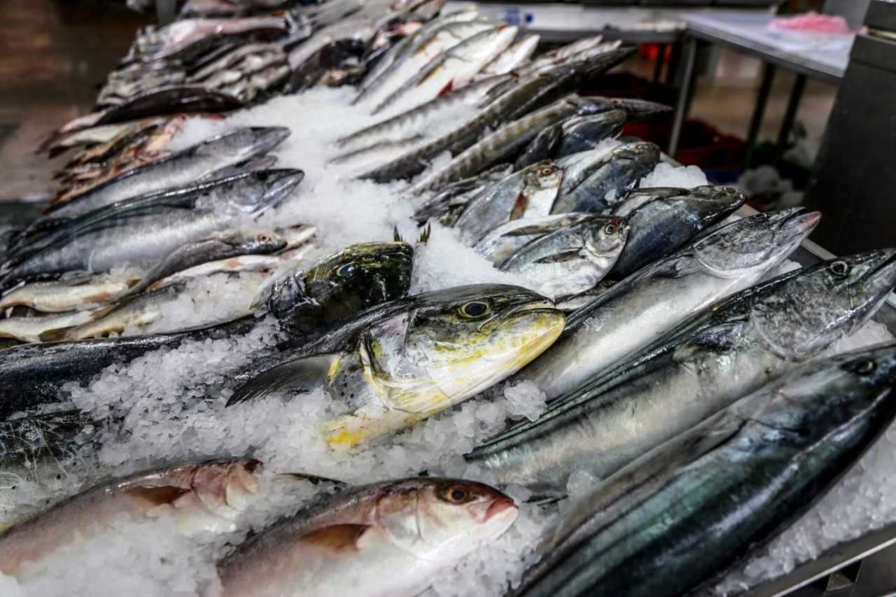 Hay más peces en Antioquia y aún así está más caro comprar el pescado, ¿Por qué?