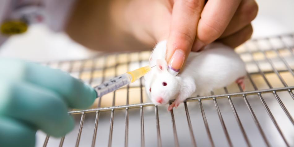 Fue sancionada Ley que prohíbe pruebas cosméticas en animales