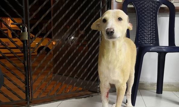 Un perrito de Medellín vende tazas para pagar su tratamiento