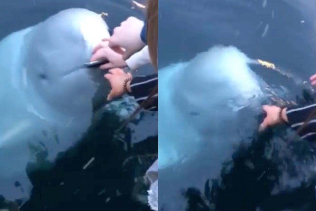 [Video] Beluga rescató celular de turista que había caído al mar