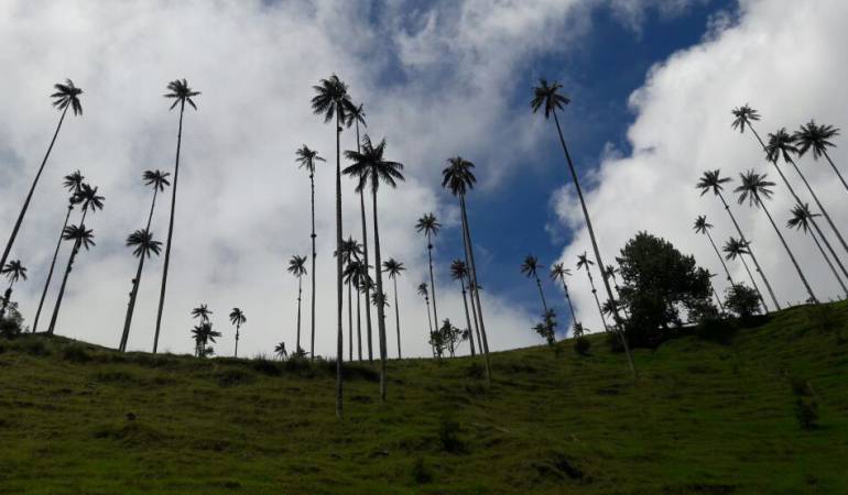 Salento Valle del Cocora