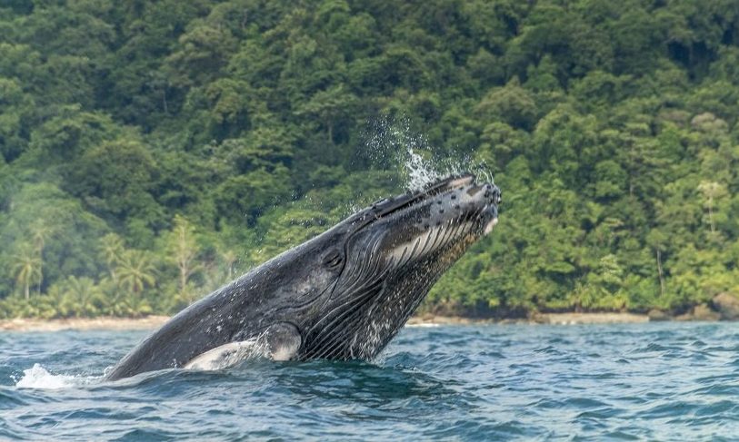 ¡Increíble! Las ballenas tienen 'manos' escondidas en sus aletas