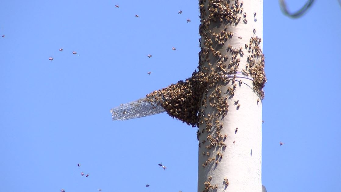 16 personas lesionadas por ataque de abejas