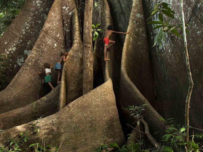 El árbol más grande del Amazonas se encuentra a salvo tras los incendios