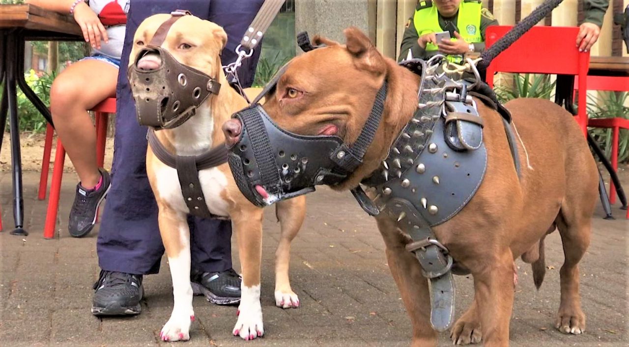 Medellín ya cuenta con una guardería para perros de razas potencialmente peligrosas