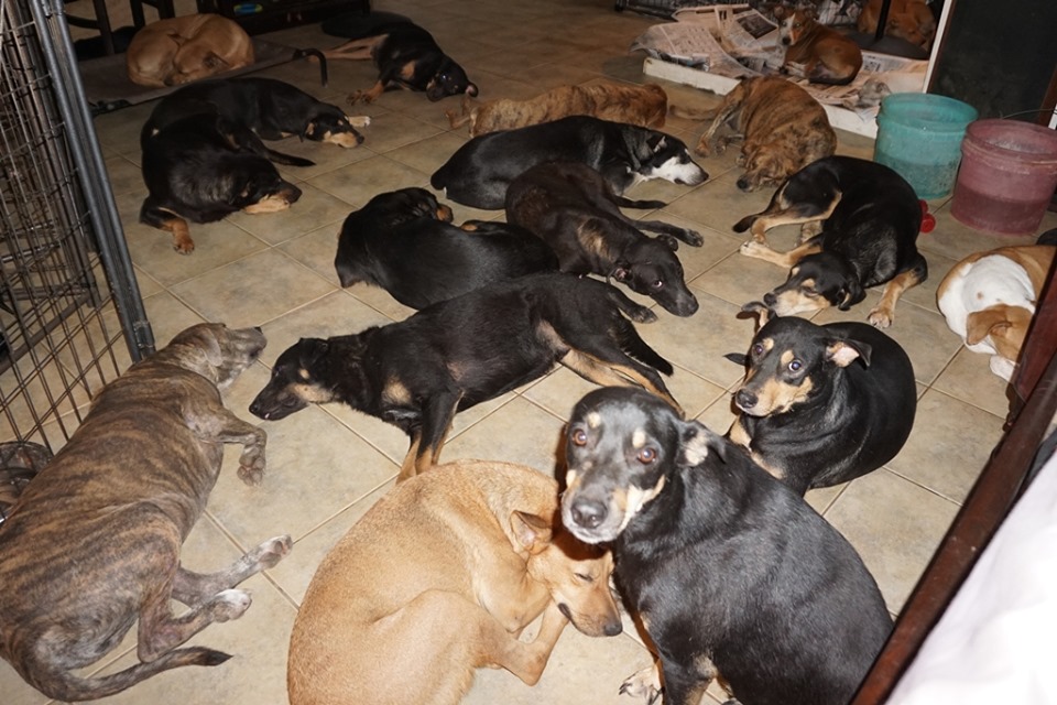 Una mujer acogió a 97 perros para protegerlos del huracán Dorian