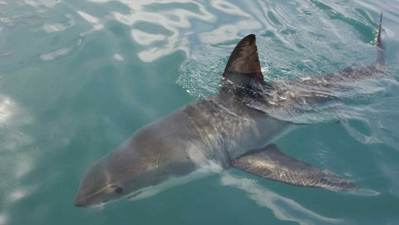 Nuevo decreto del MinAgricultura permite pesca de tiburón y exportación de aletas