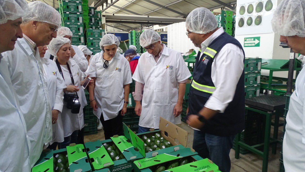 Cargamento de aguacate hass colombiano llegará por primera vez a Japón