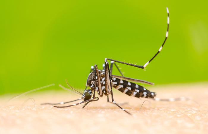 Estudiantes de Itagüí buscan reducir casos de dengue, zica y chikungunya